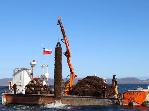 Turismo Todo Tongoy (10)